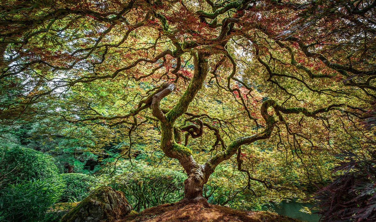 Japanese maple tree (88 x 150cm) - ArtFusion.nl