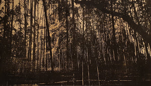 The Bamboo forest (58 x 102cm) - ArtFusion.nl